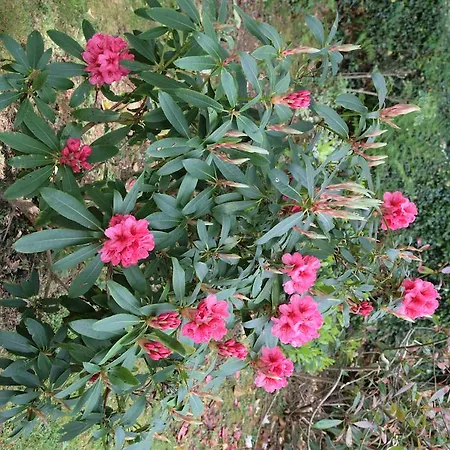 Летний дом Carrig & Restaurant Киллорглин