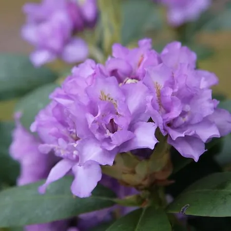 Carrig & Restaurant Летний дом Киллорглин