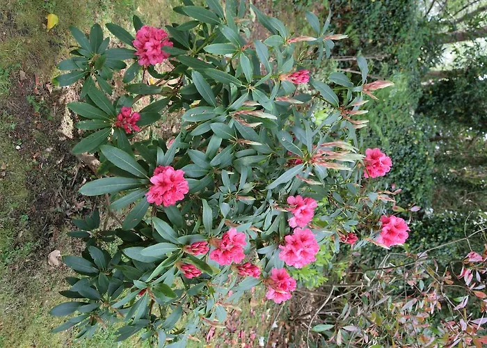 Casa di campagna Carrig & Restaurant Killorglin