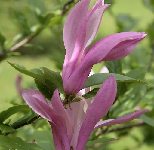 Carrig & Restaurant Hétvégi ház *