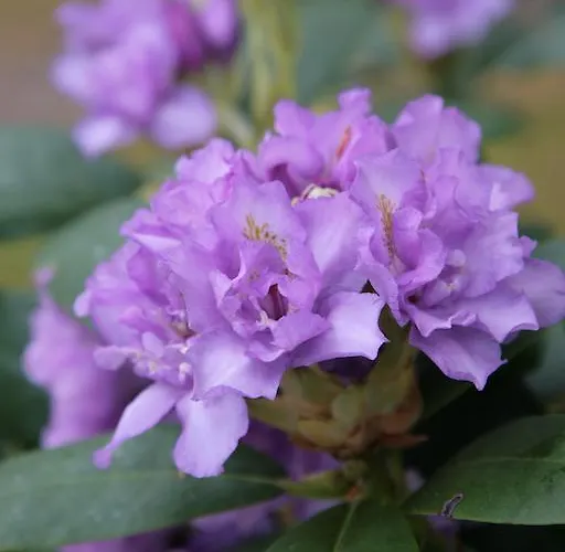 Carrig & Restaurant Hétvégi ház Killorglin